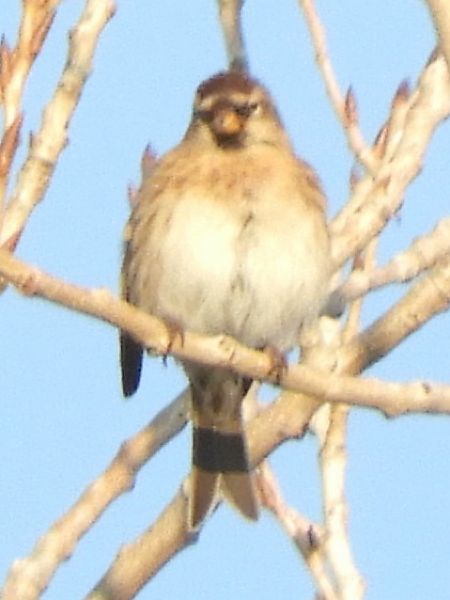 Organetto  - Massimo Tassinari