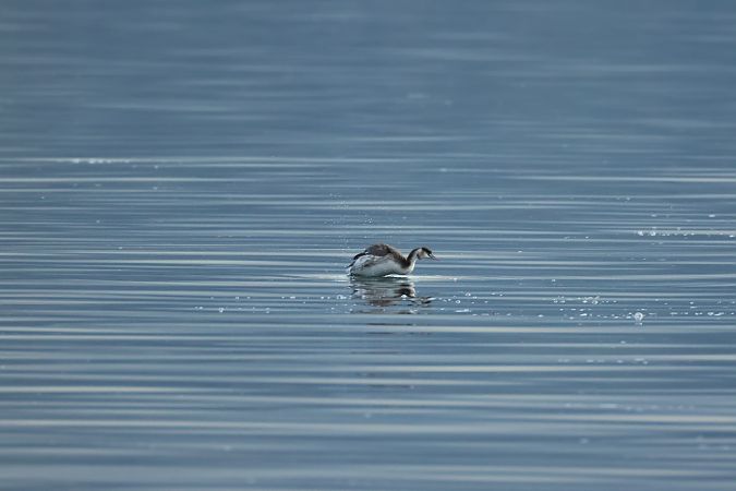 Svasso maggiore  - Adelfina Aldrovandi