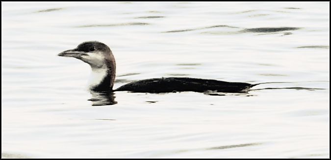 Strolaga mezzana  - Giuseppe Di Lieto