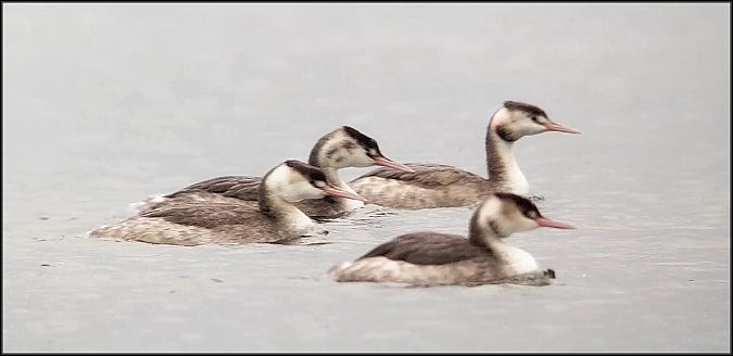 Svasso maggiore  - Giuseppe Di Lieto