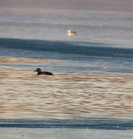 Macreuse brune  - Lukas Zangl