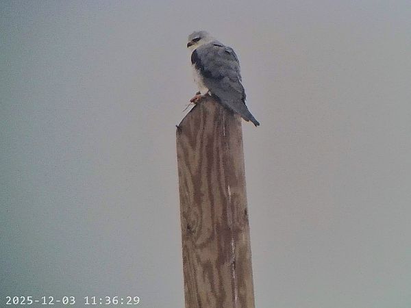 Nibbio bianco  - Massimo Tassinari