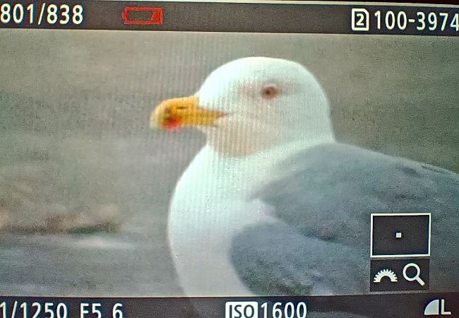 Goéland leucophée  - Michał Polakowski
