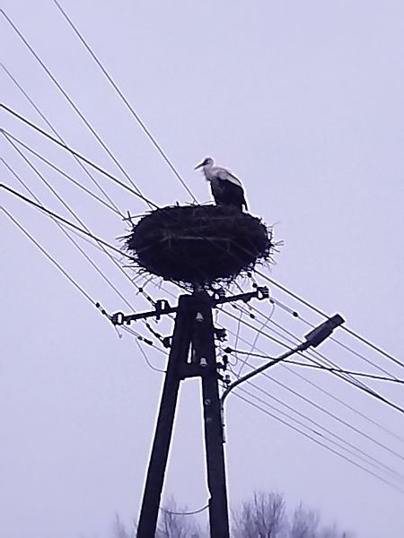bocian biały  - Kacper Mikulski
