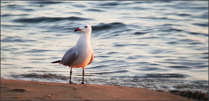Gabbiano corso  - Giuseppe Di Lieto