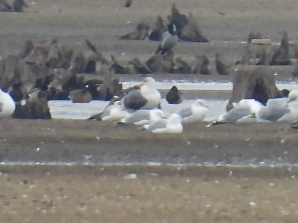 mewa żółtonoga (ssp. graellsii / intermedius)  - Kacper Mikulski