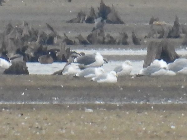 Heringsmöwe (ssp. graellsii / intermedius)  - Kacper Mikulski