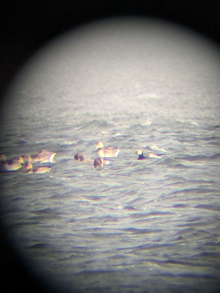 bernikla białolica  - Marcin Brzykcy