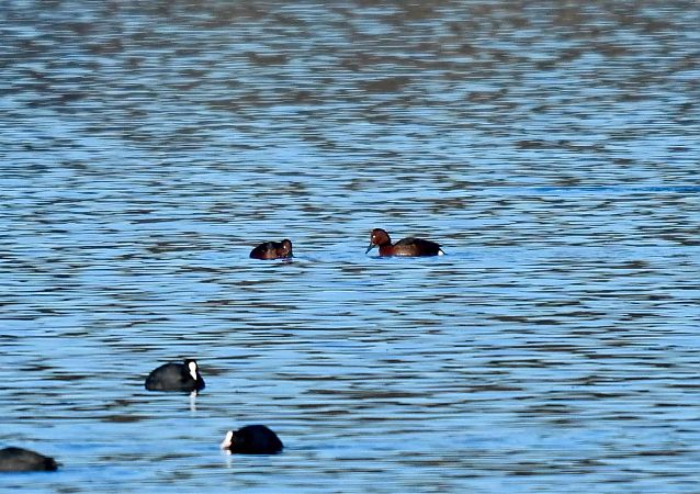 Fuligule nyroca  - Lukas Zangl