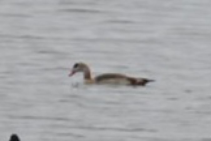 Nilgans  - Małgorzata Łuczkiewicz