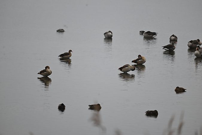 Nilgans  - Małgorzata Łuczkiewicz