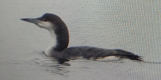 Strolaga mezzana  - Matteo Faggi