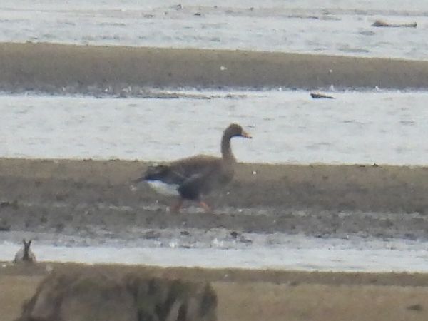 gęś zbożowa  - Kacper Mikulski