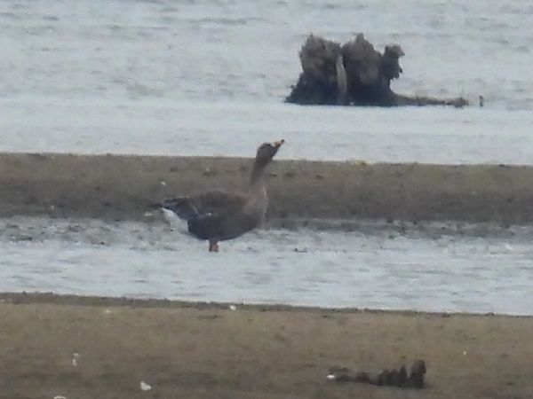 Waldsaatgans  - Kacper Mikulski