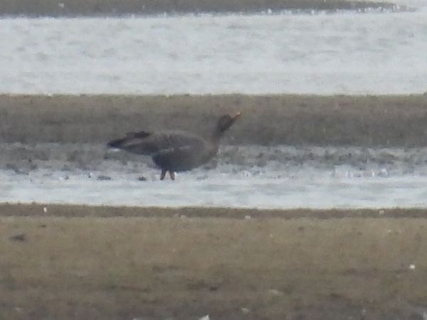 Waldsaatgans  - Kacper Mikulski