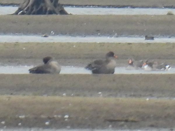 Waldsaatgans  - Kacper Mikulski