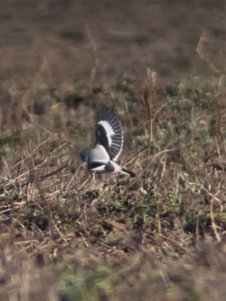 Pie-grièche grise  - Mateusz Gutowski