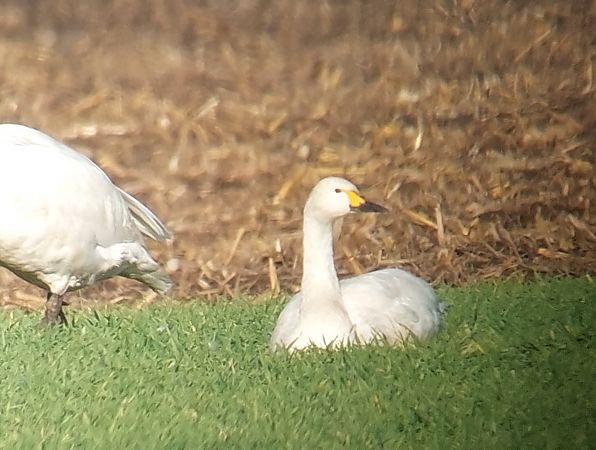 Zwergschwan  - Alexander Zimmermann
