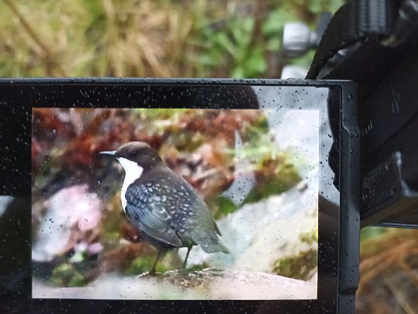 White-throated Dipper  - Oliwier Myka