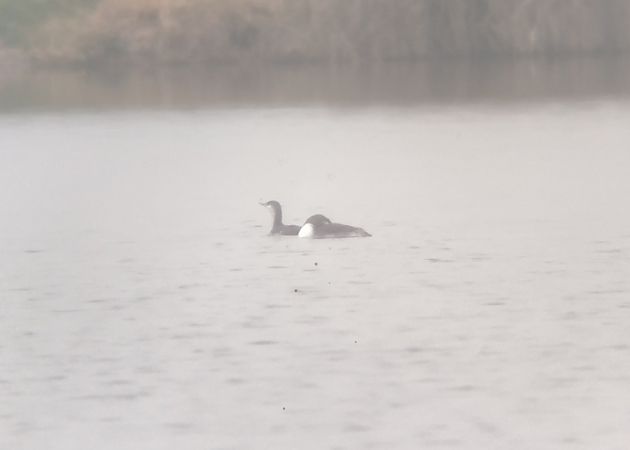 Red-throated Loon  - Mariusz Zub