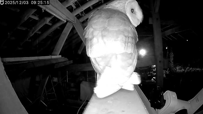 Schleiereule  - Alfons Krietenbrink