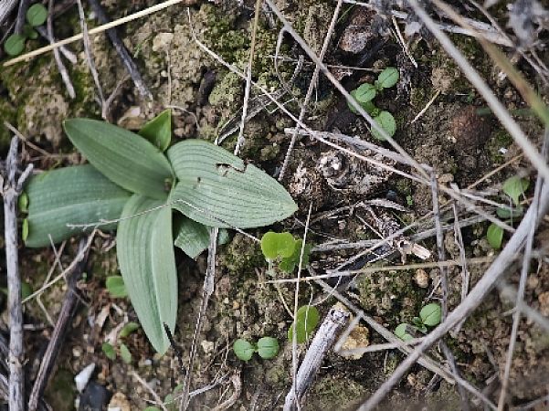 Ophrys picta  - Alain Bultez
