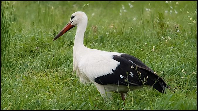 Cicogna bianca  - Giuseppe Di Lieto