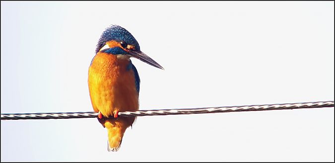 Martin pescatore  - Giuseppe Di Lieto