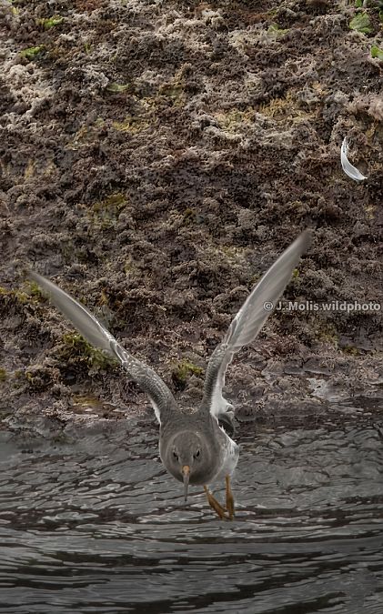 Territ fosc  - Jose Molis