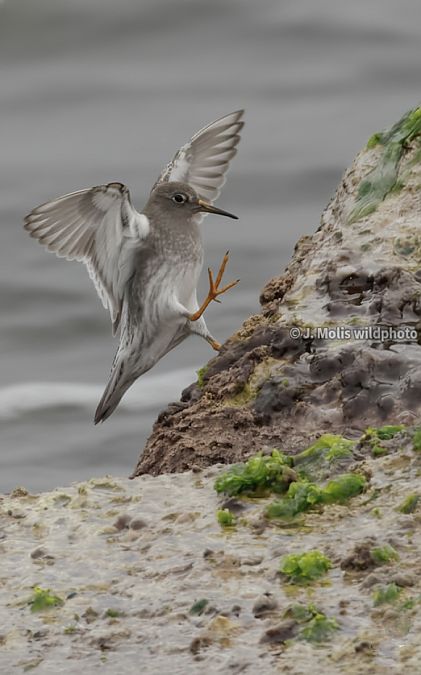Territ fosc  - Jose Molis