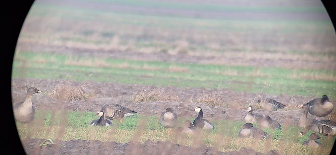 bernikla białolica  - Radosław Włodarczyk