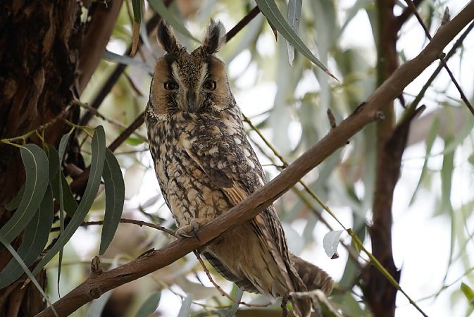 Mussol banyut / emigrant  - Ignasi Bernadas Leal