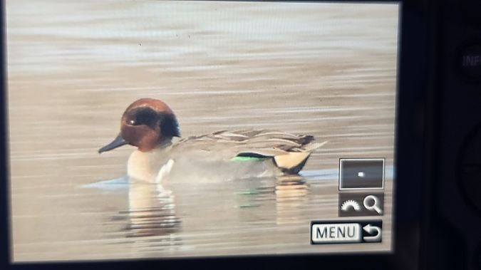 Alzavola americana  - Marco Crivellari