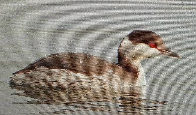 Svasso cornuto  - Matteo Faggi