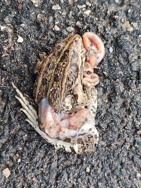 Rana dei Balcani / ridibonda  - Claudio Danesi