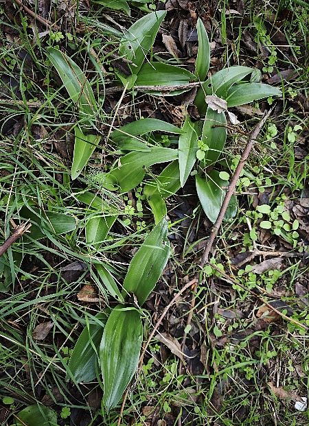 Himantoglossum robertianum  - Alain Bultez