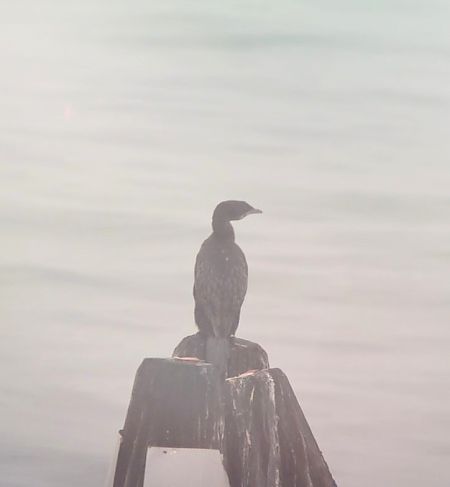 Marangone minore  - Jacob Zoller