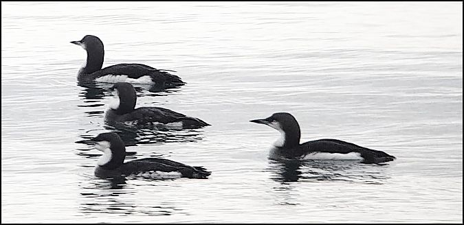 Strolaga mezzana  - Giuseppe Di Lieto