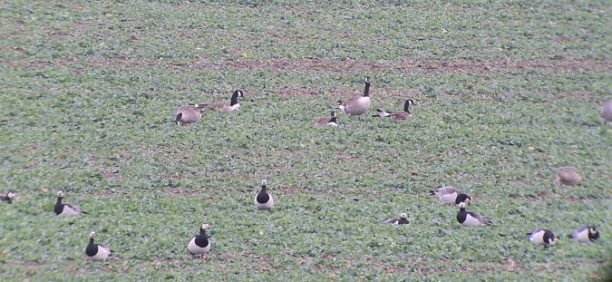 bernikla białolica  - Tomasz Doroń