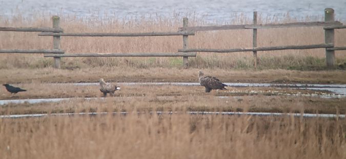 bielik  - Tomasz Doroń