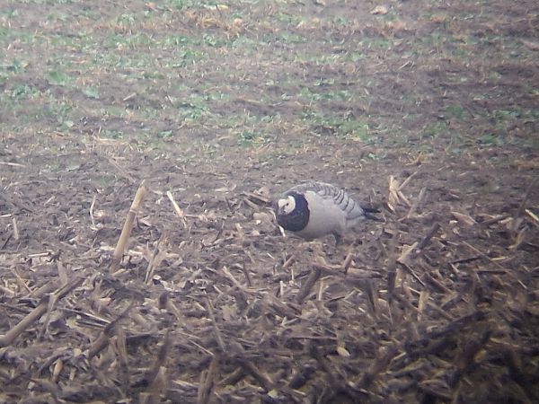 Weisswangengans  - Wojciech Siuda