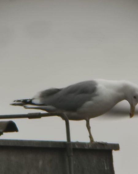 Gabbiano pontico  - Lorenza Venturini