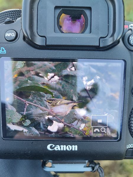 Luì di Pallas  - Alessandro Manfredi