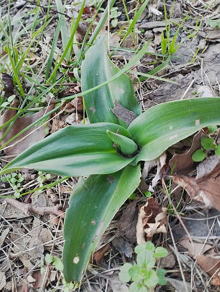 Himantoglossum robertianum  - Gérard Joseph
