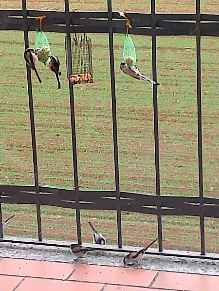 Codibugnolo  - Gabriele Papale