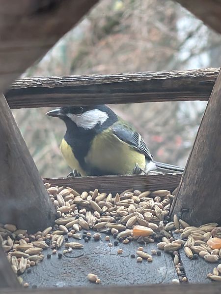 Mésange charbonnière  - Robert Pach