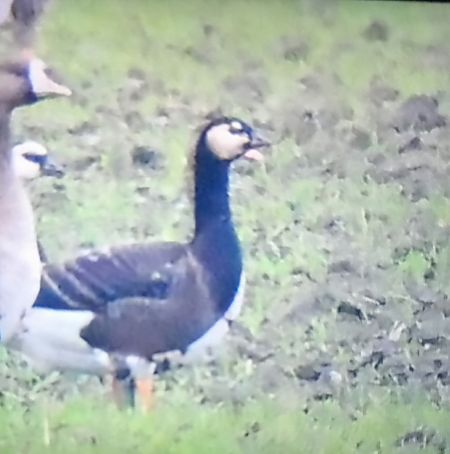 Oca facciabianca  - Mauro Fenati