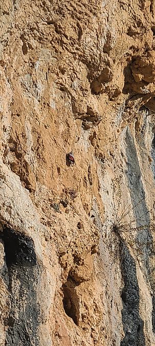 Pela-roques  - Joan Guillamon