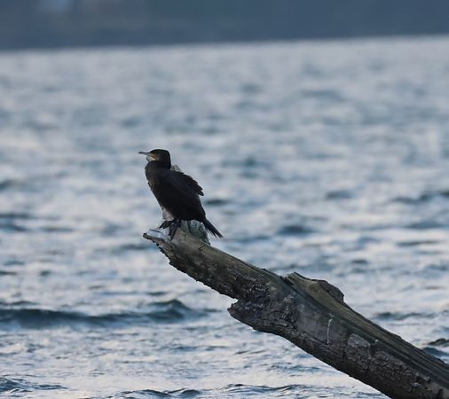 Cormorano  - Adelfina Aldrovandi