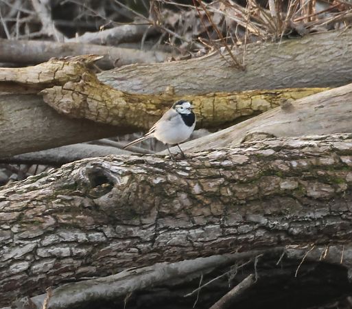 Ballerina bianca  - Adelfina Aldrovandi